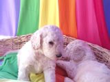 Gerçek A Kali̇te Dev Poodle Yavrular