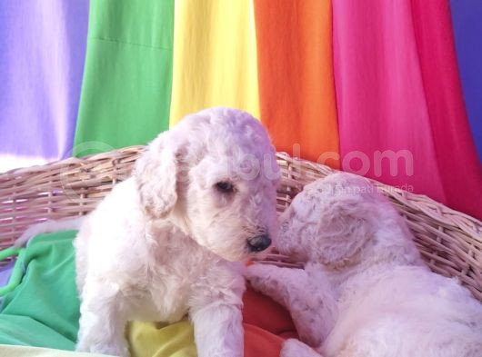 Gerçek A Kali̇te Dev Poodle Yavrular görsel