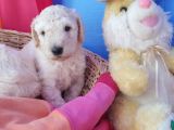 Gerçek A Kali̇te Dev Poodle Yavrular