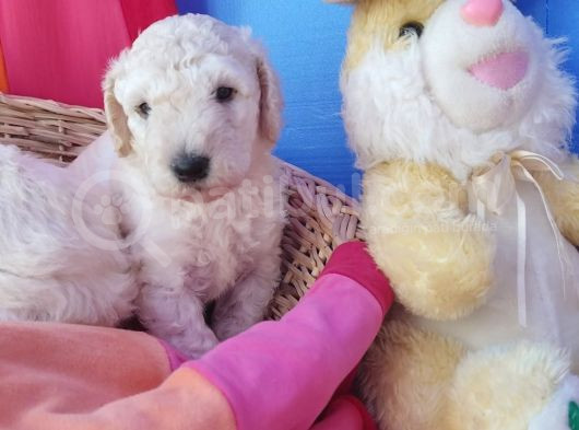 Gerçek A Kali̇te Dev Poodle Yavrular görsel