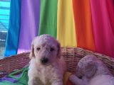 Gerçek A Kali̇te Dev Poodle Yavrular