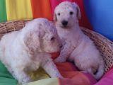 GERÇEK A KALİTE DEV POODLE YAVRULAR