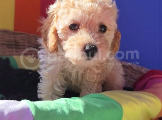 A Kali̇te Gerçek Toy Poodle Yavrular görsel