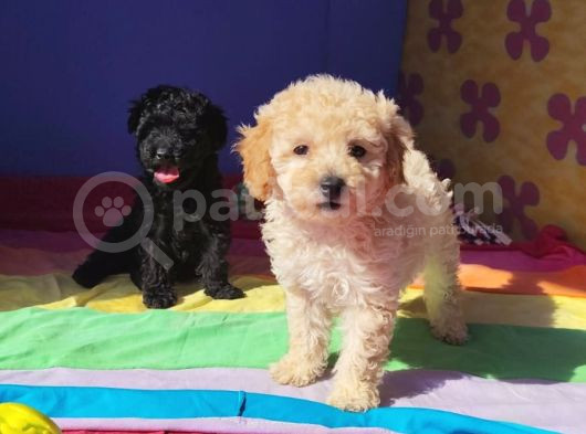 A Kali̇te Gerçek Toy Poodle Yavrular görsel