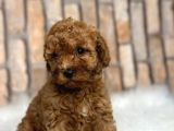 A Kali̇te Gerçek Toy Poodle Yavrular