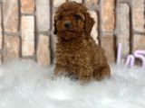 A Kali̇te Gerçek Toy Poodle Yavrular
