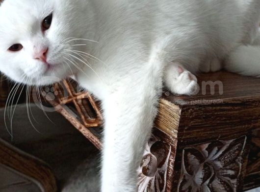 Pamuk Kızımız Yeni Evini Arıyor görsel