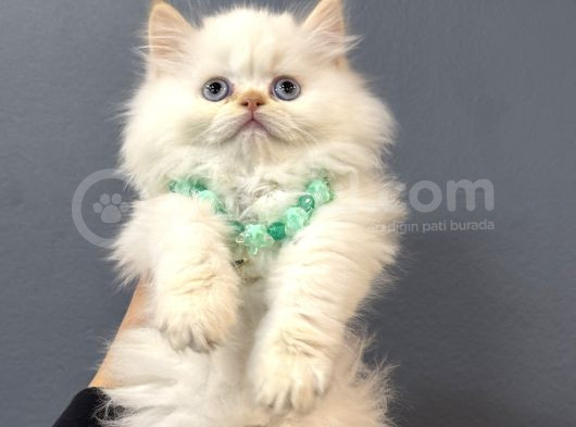 Longhair Redpoint Panda Surat Bebekler