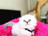 Eşsiz Güzellikte Scottish Longhair Silver Point