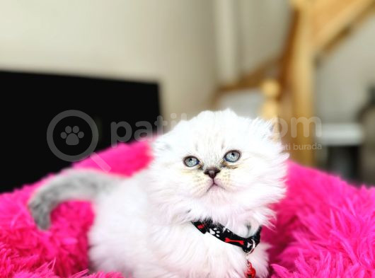 Eşsiz Güzellikte Scottish Longhair Silver Point görsel
