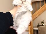 Eşsiz Güzellikte Scottish Longhair Silver Point