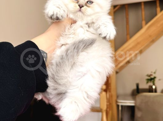 Eşsiz Güzellikte Scottish Longhair Silver Point görsel