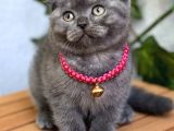 Dişi Scottish Fold Biblo Kızımız