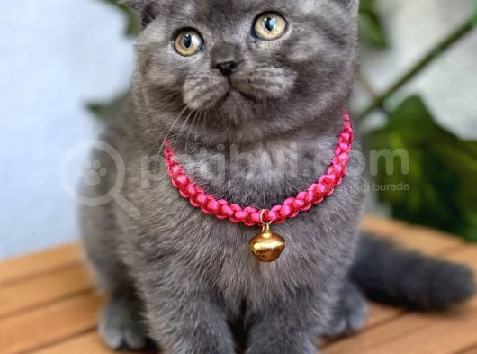 Dişi Scottish Fold Biblo Kızımız
