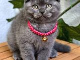Dişi Scottish Fold Biblo Kızımız