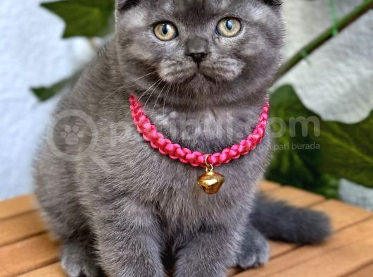 Dişi Scottish Fold Biblo Kızımız görsel