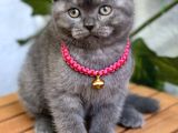 Dişi Scottish Fold Biblo Kızımız