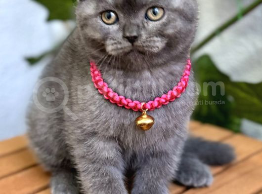 Dişi Scottish Fold Biblo Kızımız görsel