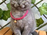 Dişi Scottish Fold Biblo Kızımız