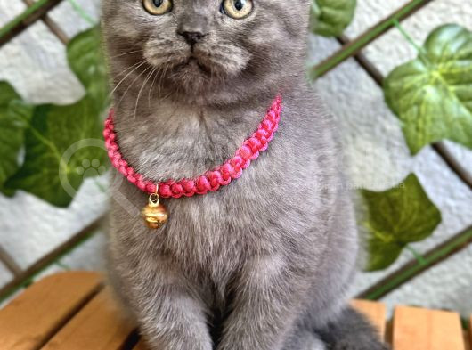 Dişi Scottish Fold Biblo Kızımız görsel