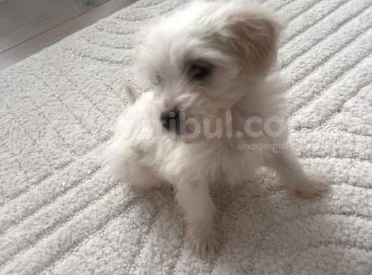 Beyaz Maltipo Yavrumuz  2 Aylık  görsel