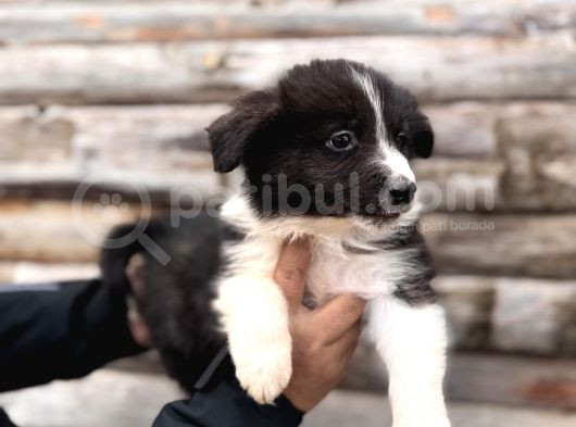 En Zeki̇ Irk Border Colli̇e Bebeklere Bakin görsel
