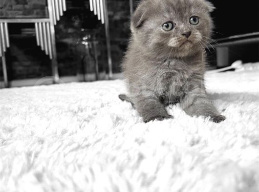 Showclass Lilac Oyuncu Minikler Sahiplerini Arıyor görsel