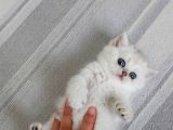 Karbeyaz British Longhair Bebeklerim