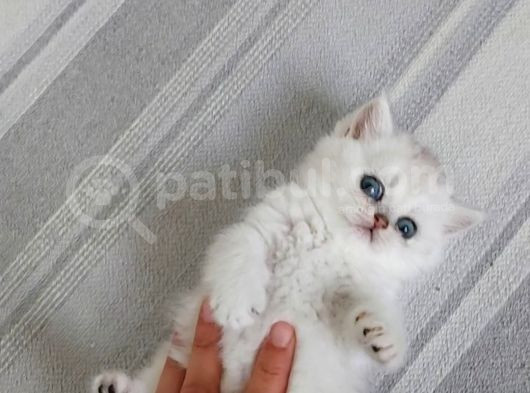 Karbeyaz British Longhair Bebeklerim görsel