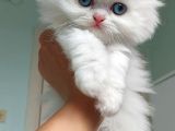 Karbeyaz British Longhair Bebeklerim