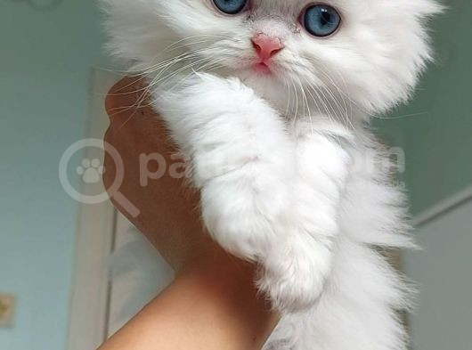 Karbeyaz British Longhair Bebeklerim görsel