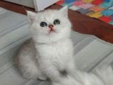 Karbeyaz British Longhair Bebeklerim