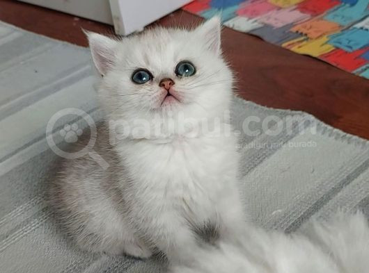 Karbeyaz British Longhair Bebeklerim görsel