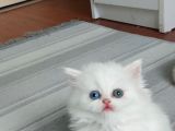 Karbeyaz British Longhair bebeklerim