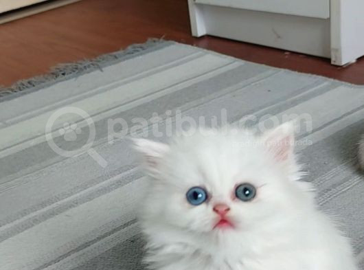 Karbeyaz British Longhair Bebeklerim
