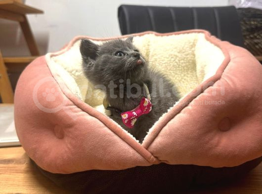 Bri̇ti̇sh Shorthai̇r 50 Günlük Di̇şi̇ Yavrumuz görsel