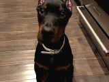 Mermi̇den Daha Etki̇li̇ Dobermanss