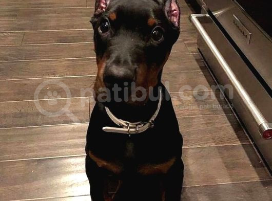 Mermi̇den Daha Etki̇li̇ Dobermanss görsel