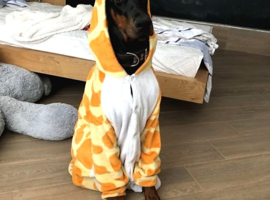 Mermi̇den Daha Etki̇li̇ Dobermanss görsel
