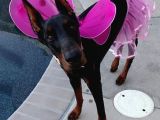Mermi̇den Daha Etki̇li̇ Dobermanss