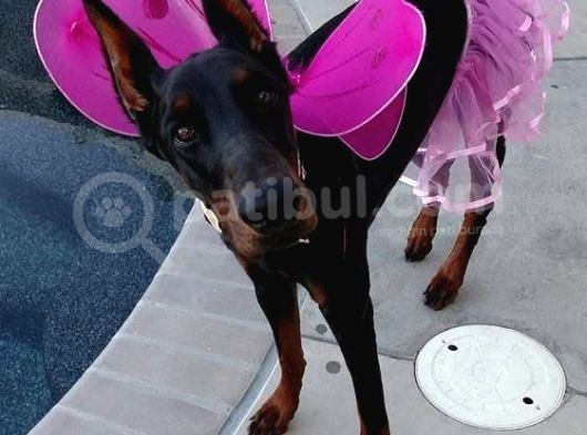Mermi̇den Daha Etki̇li̇ Dobermanss görsel