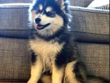EN GUZEL NOEL HEDİYESİ HER RENK HUSKY