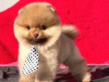 Teacup Teddybear Pomerian Boo Bebekler