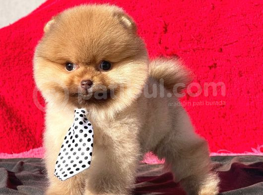 Teacup Teddybear Pomerian Boo Bebekler görsel