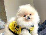 Teacup Teddybear Pomerian Boo Bebekler