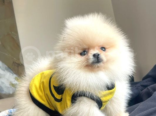 Teacup Teddybear Pomerian Boo Bebekler görsel