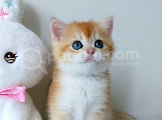 Türünün En Kalitelisi Golden Ny11 British Shorthair