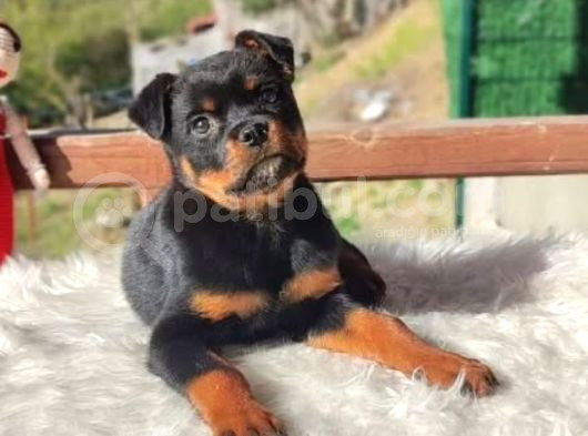 Macar Kafa Erkek Rottweiler Yavrularımız görsel