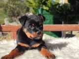 Macar Kafa Erkek Rottweiler Yavrularımız