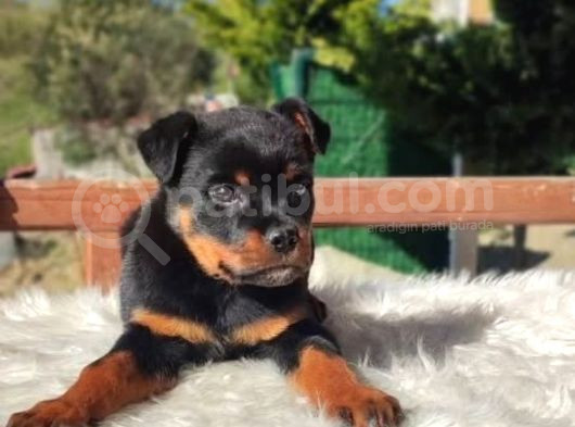 Macar Kafa Erkek Rottweiler Yavrularımız